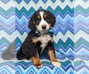 Bernedoodle Puppy for sale in GLEN ROCK, PA, USA