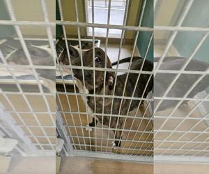 American Pit Bull Terrier-Unknown Mix Dogs for adoption in Texas City, TX, USA