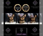 Puppy priya Yorkshire Terrier