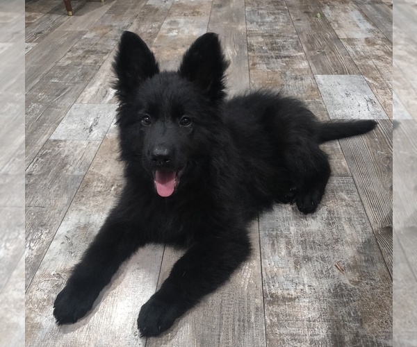 Medium Photo #2 German Shepherd Dog Puppy For Sale in COUCH, MO, USA