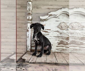 Labrador Retriever-Unknown Mix Dogs for adoption in Rockaway, NJ, USA