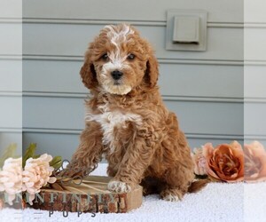 Goldendoodle (Miniature) Puppy for sale in NARVON, PA, USA