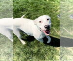 Small #1 Boxer-Dalmatian Mix