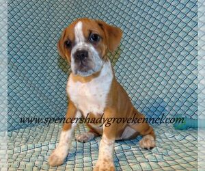 Boxer Puppy for sale in CABOOL, MO, USA