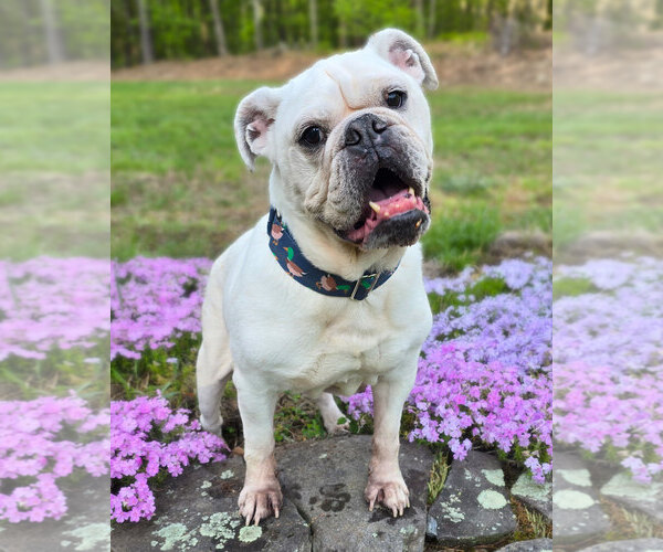 Medium Photo #1 Bulldog Puppy For Sale in Westminster, MA, USA