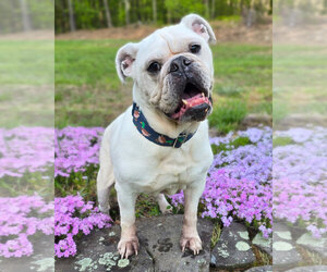 Bulldog Dogs for adoption in Westminster, MA, USA