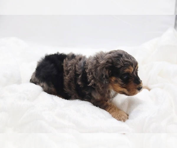 Medium Photo #53 Cockapoo Puppy For Sale in RIPLEY, TN, USA