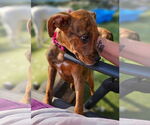Small #1 Boxer Mix
