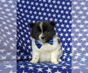 Pomeranian Puppy for sale in PEACH BOTTOM, PA, USA