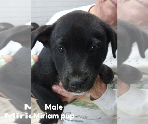 Medium Photo #2 German Shepherd Dog-Unknown Mix Puppy For Sale in Brooksville, FL, USA