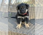 Small Photo #3 German Shepherd Dog Puppy For Sale in RIVERDALE, MD, USA