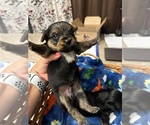 Small Photo #14 Yorkshire Terrier Puppy For Sale in BRIDGETON, NJ, USA