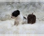 Small Photo #25 Shiranian Puppy For Sale in HAYWARD, CA, USA