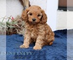 Small #3 Cavapoo (Miniature)