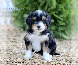 Miniature Bernedoodle Puppy for sale in GORDONVILLE, PA, USA