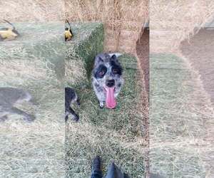 Stacy - Female Mutt Dog for Adoption - Photo #2