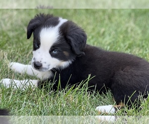 Miniature Australian Shepherd Puppy for Sale in INDIANOLA, Iowa USA