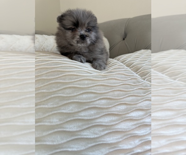 Medium Photo #5 Pomeranian Puppy For Sale in BAKERSFIELD, CA, USA