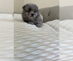 Small #4 Pomeranian