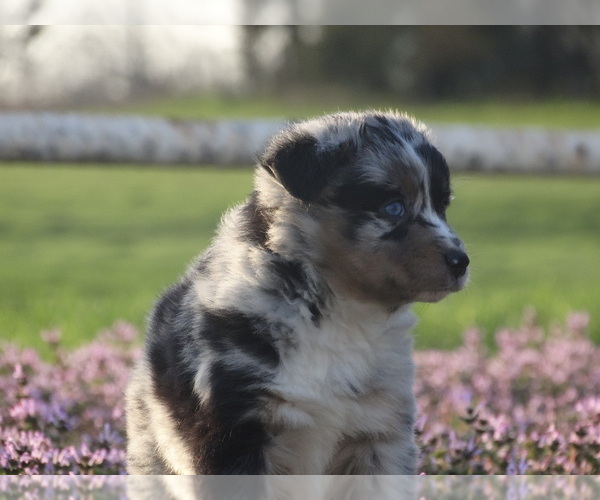 Medium Photo #7 Australian Shepherd Puppy For Sale in OZARK, AR, USA