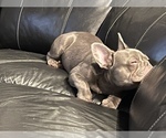 Small Photo #8 French Bulldog Puppy For Sale in BELLEVIEW, FL, USA