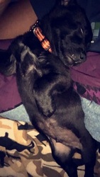 Labrador Retriever Dogs for adoption in COLUMBIA, SC, USA
