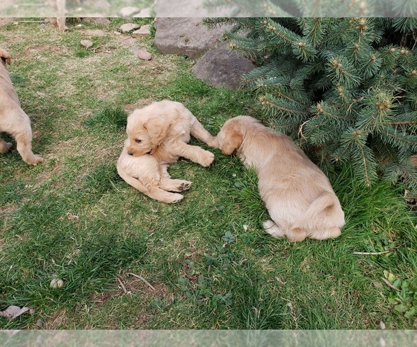 Medium Photo #53 Labradoodle Puppy For Sale in WASHOUGAL, WA, USA