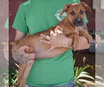 Small #1 Boxer-German Shepherd Dog Mix