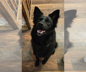 Australian Shepherd-Unknown Mix Dogs for adoption in New London, WI, USA