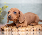 Puppy Silas Dachshund