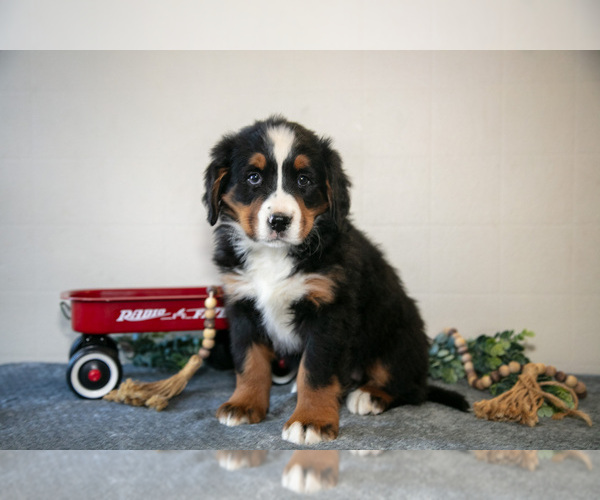 Medium Photo #3 Bernese Mountain Dog Puppy For Sale in BIRD IN HAND, PA, USA