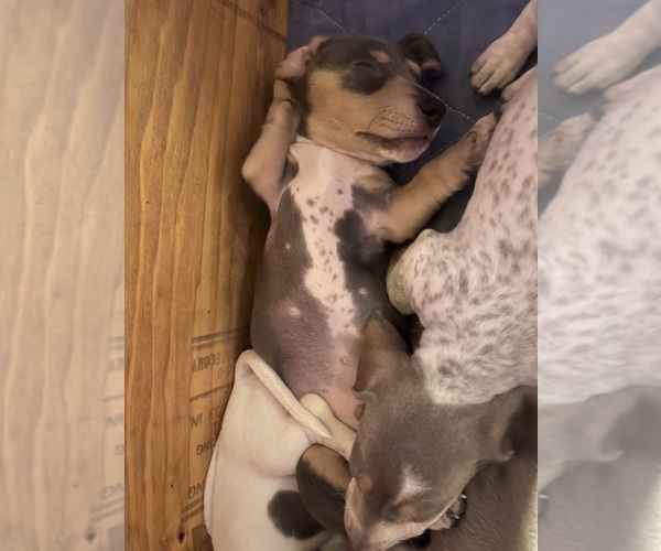 Medium Photo #17 Dachshund Puppy For Sale in LAKEBAY, WA, USA