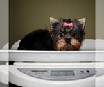 Small #4 Yorkshire Terrier