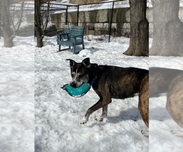 Medium Photo #5 Mutt Puppy For Sale in Elmsford, NY, USA