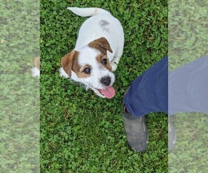 Russell Terrier Puppy for sale in APPLE GROVE, WV, USA