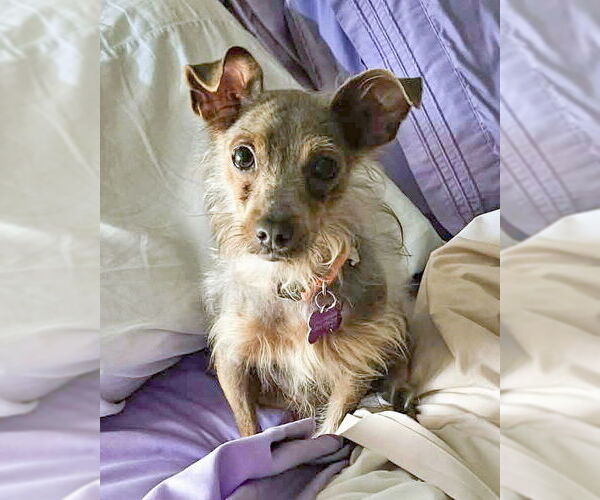 Medium Photo #9 Chihuahua-Tibetan Terrier Mix Puppy For Sale in Corona, CA, USA