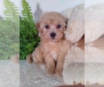 Small #7 Bichpoo