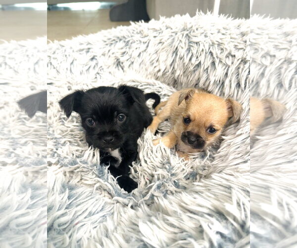 Medium Photo #3 ShiChi Puppy For Sale in Valrico, FL, USA