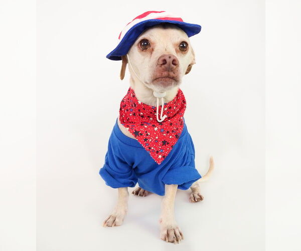 Medium Photo #11 Chihuahua-Unknown Mix Puppy For Sale in phoenix, AZ, USA