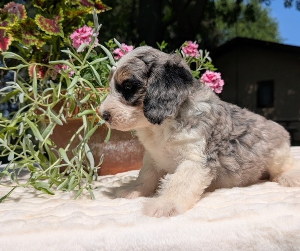 Medium Photo #64 Miniature Bernedoodle Puppy For Sale in GOSHEN, IN, USA