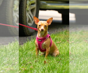 Chihuahua Dogs for adoption in Arlington, VA, USA