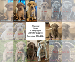 Labrador Retriever Puppy for Sale in WAYNESVILLE, Ohio USA