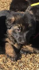 German Shepherd Dog Puppy for sale in ELGIN, SC, USA