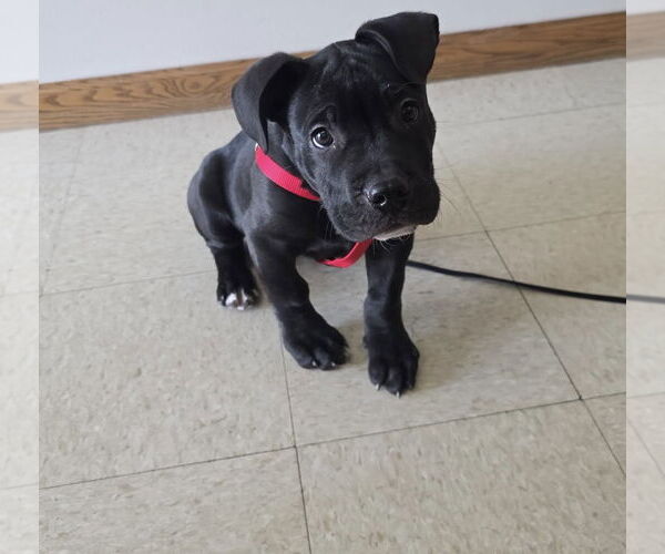 Medium Photo #7 Staffordshire Bull Terrier-Unknown Mix Puppy For Sale in Princeton, MN, USA