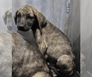 German Shepherd Dog-Unknown Mix Dogs for adoption in San Antonio, TX, USA
