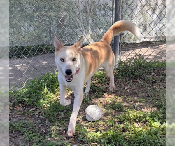 Medium Photo #2 Gerberian Shepsky Puppy For Sale in Texas City, TX, USA
