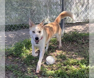 BUSTER - Male Gerberian Shepsky Dog for Adoption - Photo #2
