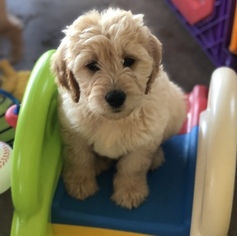 Goldendoodle Puppy for sale in CLIMAX, NC, USA
