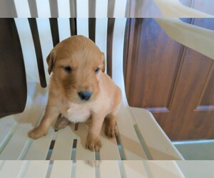 Golden Retriever Puppy for sale in LOUISVILLE, KY, USA