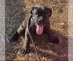 Small Photo #4 Cane Corso Puppy For Sale in ZEBULON, NC, USA